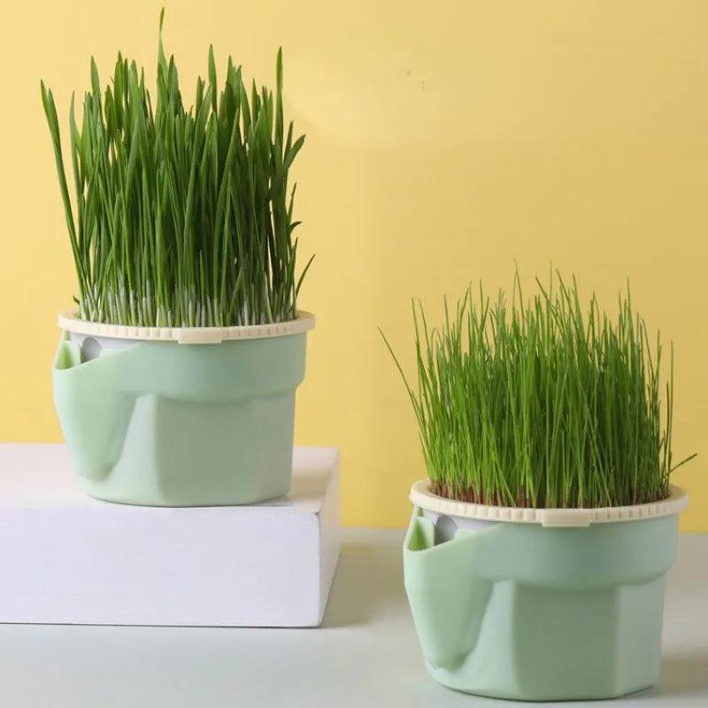 Cat Snack Mint Planting Hydroponic Plastic Box Cat Pot Contrast Hydroponic Det Cat Grass Plant Bowl without seed Garden Supply - Lily Depot